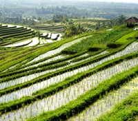 Rural Bali